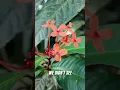 Download Lagu Jungle Hike: Explore Bukit Lawang \u0026 Save the Orangutans! #shorts
