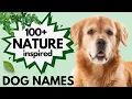 100 Nature DOG Names Beautiful Calming Boy and Girl Dog Names