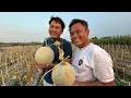 Download Lagu PETIK MELON LANGSUNG DARI POHONNYA! - GRATIS MAKAN DI TEMPAT SEPUASNYA🤤🍈
