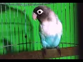 Download Lagu RELAKSASI LOVEBIRD PAUT NGETIK