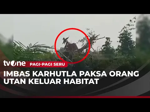Diduga Kelaparan, Orang Utan Masuk Permukiman Warga