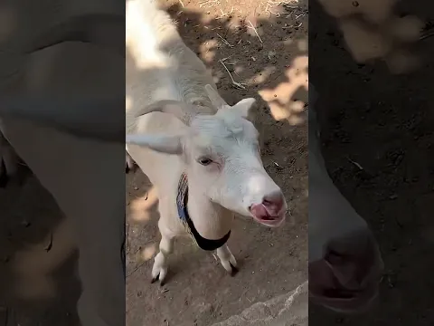 प्यारी बकरी | बूढी दादी की में बकरी | Bakri | Goat | #shorts #shortvideo #shortsfeed