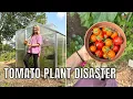 Download Lagu TOMATO PLANT DISASTER / ALLOTMENT GARDENING UK