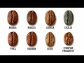 Every Coffee Bean Explained