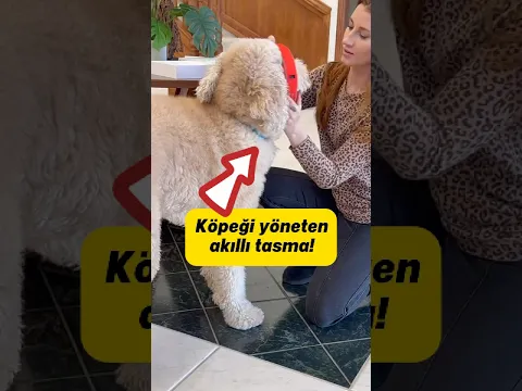 Köpeği yöneten akıllı tasma