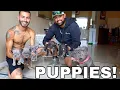 New Exotic Bully Puppies My Dog is a Dad
