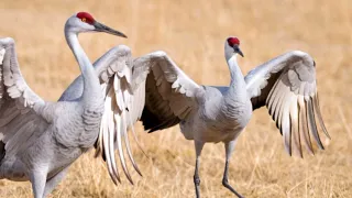 صوت طائر الكرك دندنها