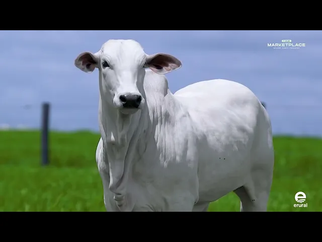 Novilha Nelore MLML - 2178