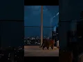 Download Lagu A calm night… with thunder in the distance. 🐾🌧️🎷