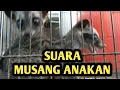 Lagu BEGINI SUARA ANAKAN MUSANG