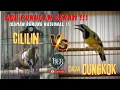 Lagu CILILIN KONLSET VS CUNGKOK TEMBAKAN CILILIN !!! #cucakcungkokgacor #masteranjernih #cililin