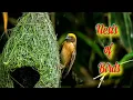 BIRDS AND THEIR NESTS HOW BIRDS FLY BIRDS NESTS