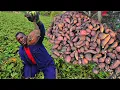 This is what you call a good bearing sweet potato farming in Jamaica