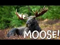 Moose Moose Facts for Kids