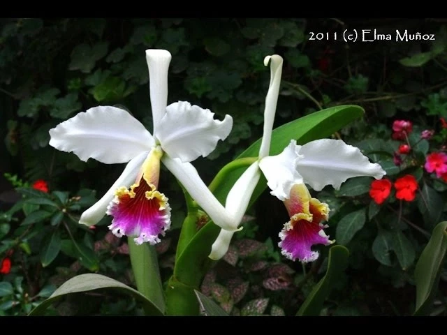 ORQUIDEAS DEL PERU 1 PERUVIAN ORCHIDS 1