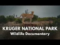 Download Lagu Kruger National Park - CROCODILE BRIDGE