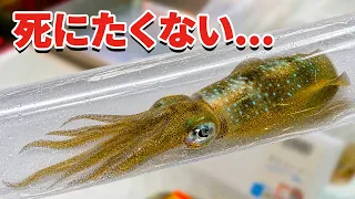 スーパーに売れ残っていたイカを飼育してみると…