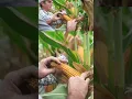 Download Lagu 🌽 Checking the ear weight for yield! #farming