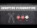 Difference between Genotype and Phenotype Genetics