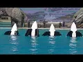 Orca Encounter Goes Wrong Ultra Aug 23 2019 - SeaWorld San Diego