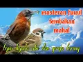 Download Lagu Tembakan masteran mahal 🔥🔥 Tepus kepala abu dan gereja tarung