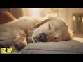 Download Lagu 20 HOURS of Dog Calming Music For Dogs🎵🐶Anti Separation Anxiety🐶💖stress relief music🎵 NadanMusic
