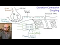 Sliding Filament Model and Excitation Contraction Coupling