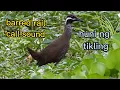 Download Lagu huni ng tikling (barred rail call sound)