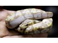 Pastel Super Banana Ball Python at JSA Reptiles