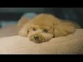 Heavy Rain Camping with My Dog in a Tesla ASMR