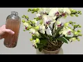 Download Lagu 1 flesje per week! De orchidee schiet plotseling wortel en bloeit het hele jaar door.