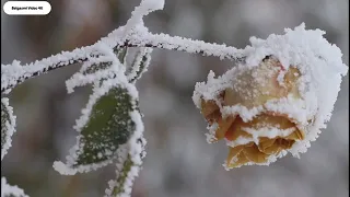 نهر من البر أداءمحمد العبد الله 