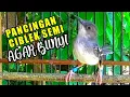 Download Lagu Langsung Emosi dan merespon\