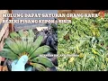 Download Lagu Mulung dapat sayuran orang kaya‼️pisang kepok3 sisir😱#mulung #mariles #berkah #vidio 