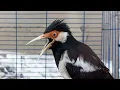 Download Lagu Pancingan Jalak Suren Gacor Variasi Mompa - Masteran Suara Burung Jalak Agar Gacor Full Isian Mewah