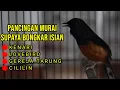 Lagu MASTERAN MURAI BATU FULL ISIAN TEMBAKAN CILILIN KENARI KAPAS TEMBAK LOVEBIRD CUNGKOK GEREJA DLL