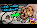 Baby Ball Pythons Hatching We got a Surprise