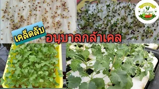 ผักคะน้าเคล ปลูกในกระถาง  : Growing Kale การปลูกผักเคลในน้ำ เคล็ดลับอนุบาลกล้าเคลให้สวย แข็งแรง