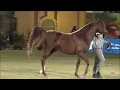 N287 AL ASEEL - PSAIAHF 2020