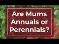 Are Mums Annuals or Perennials How to Grow Garden Mums