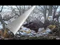 New beginning Decorah Eagles - North Nest powered by EXPLORE org