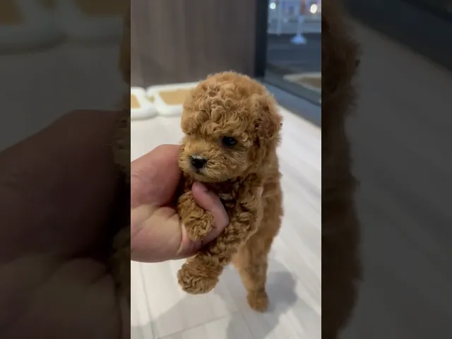 動画