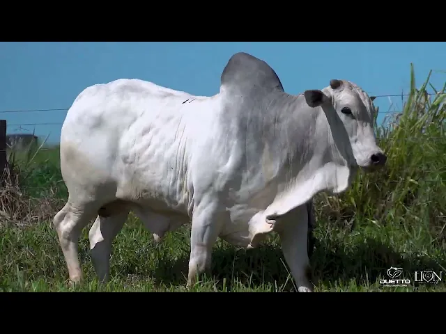 Reprodutor Nelore LION-3091 