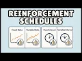 Reinforcement Schedules 4 Types Explained