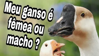 Como saber se seu ganso é macho ou fêmea pelo som que ele emite.