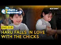 You ll Melt Watching Haru Meet These Baby Chicks The Return of Superman EP623 KOCOWA