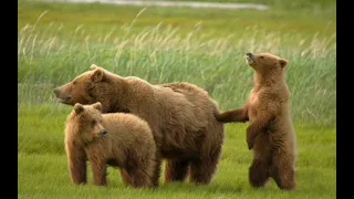 ходи ходи баба меца 