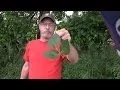 Download Lagu How to never have a serious poison ivy rash again