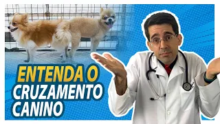 CACHORROS GRUDADOS DEPOIS DE CRUZAR - REVELADO O PORQUÊ (COMPLETO)