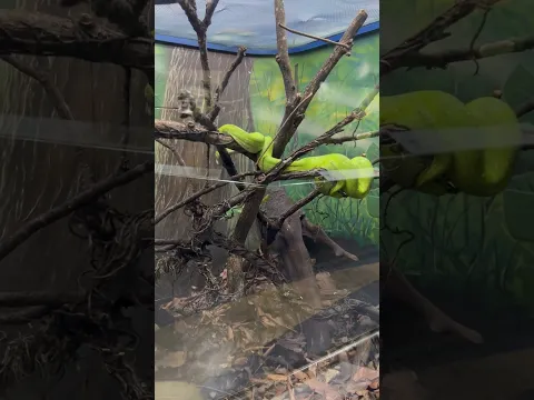 New Video Green Tree Python (Piton Verde Arboricola) at Instituto Butantan #butantan #snake